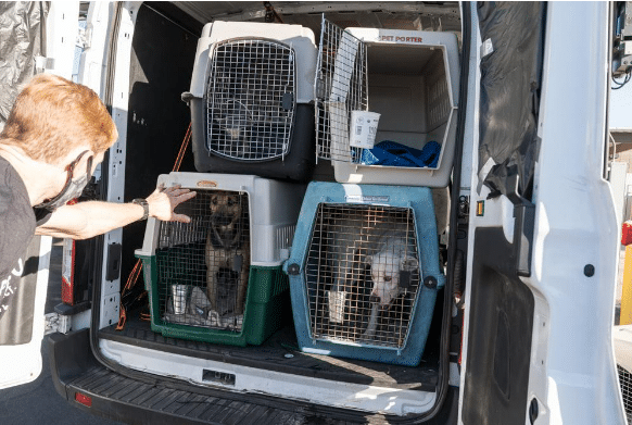 Santa Barbara County rescues 22 shelter dogs, one cat from Texas snowstorm fate
