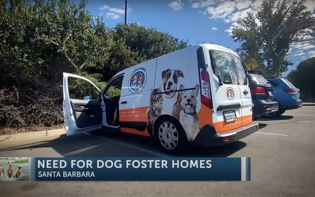 C.A.R.E.4PAWS Safe Haven program in desperate need for dog foster homes in Santa Barbara