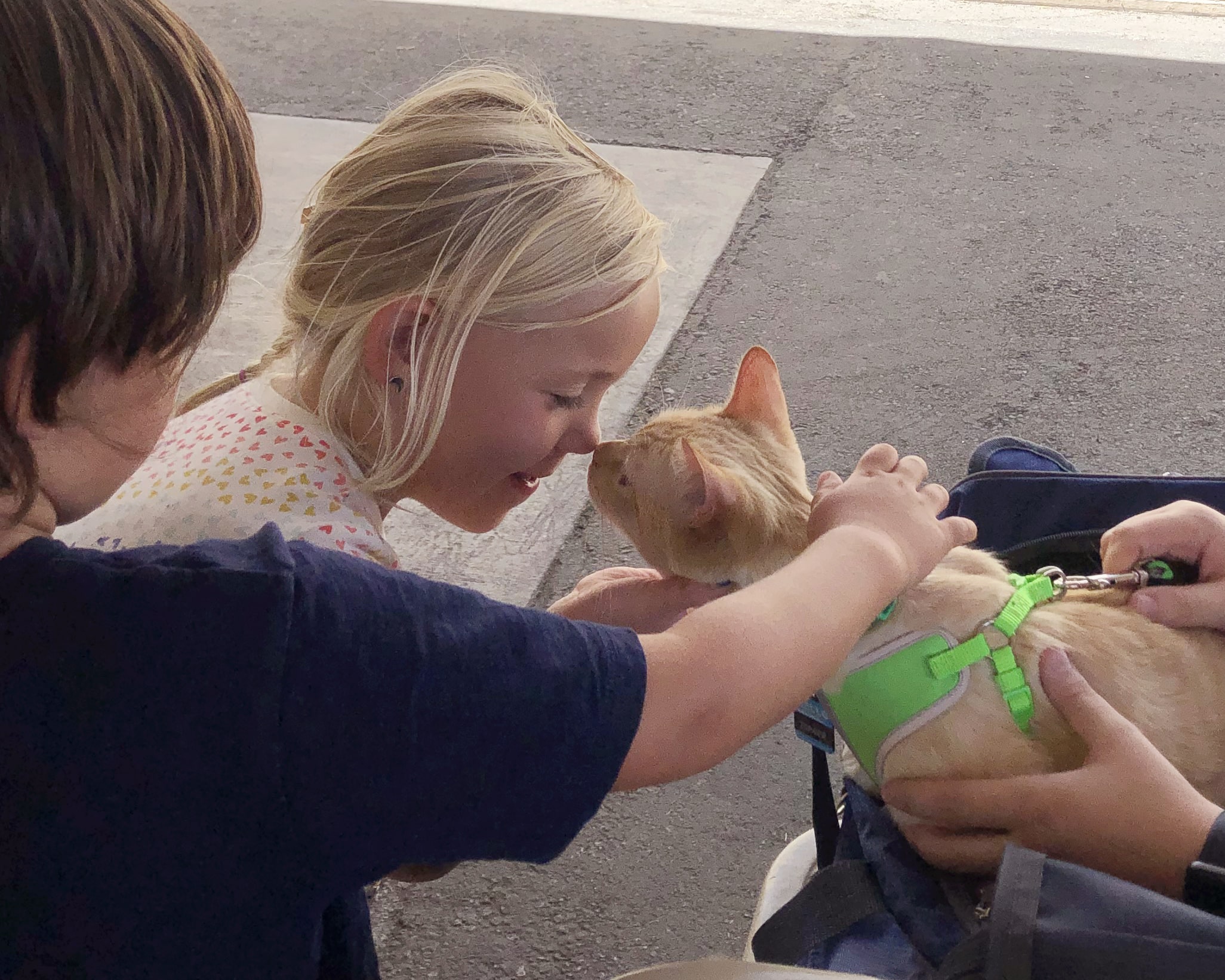 Two young children interacting with an orange tabby