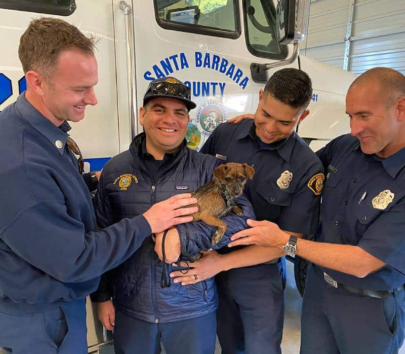 Four firefighters learn pet first aid