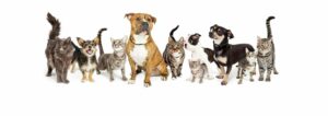 group of dogs and cats, variety, white background