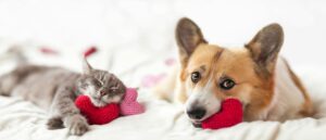 Dog and cat resting on individual heart pillows