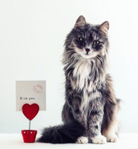 Cat with a love message