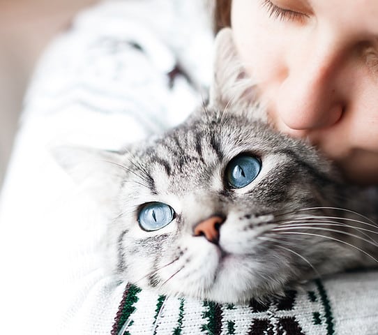 Woman kissing the head of a grey cat