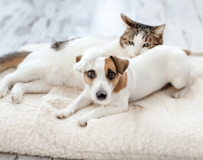 cat and dog on pet pillow