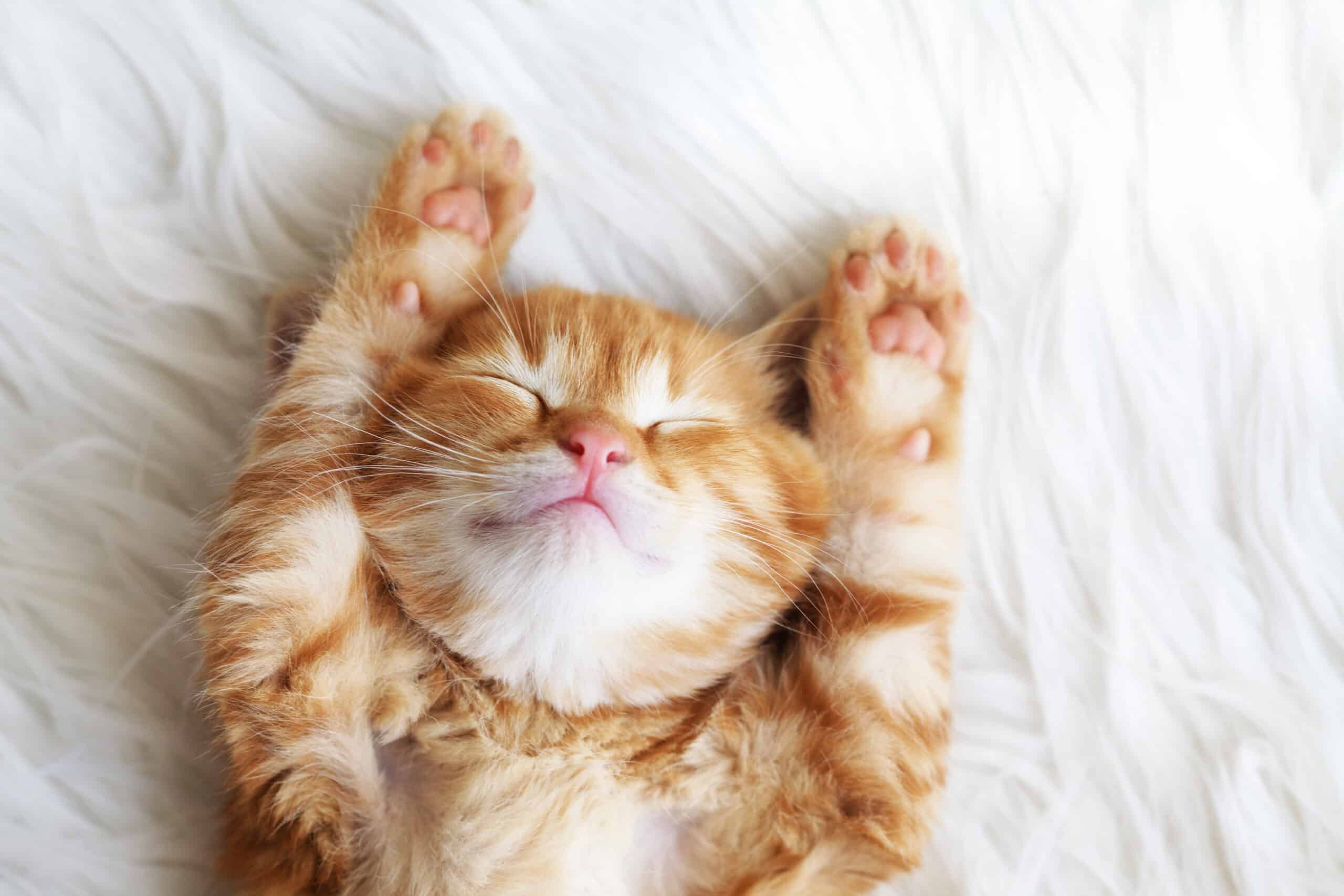 Cuddly orange kitten sleeping