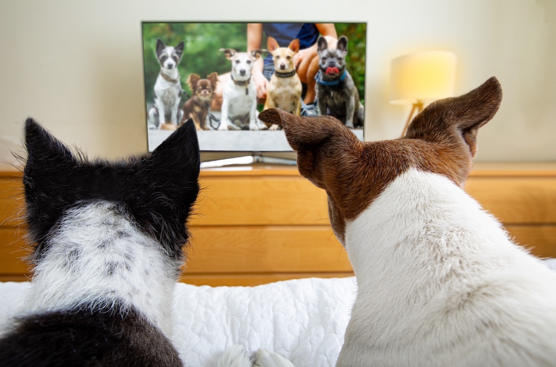 Dog and cat watching a video on the television