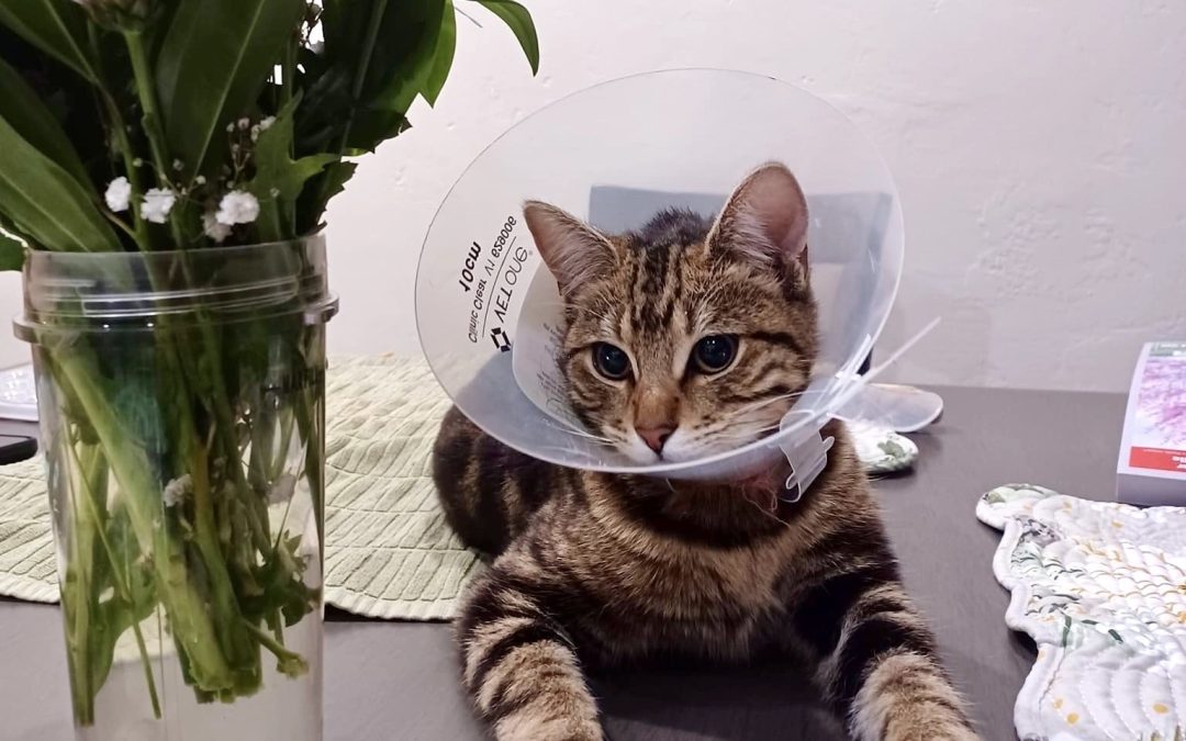 kitty after surgery with plastic cone, C.A.R.E.4Paws Happy Tail
