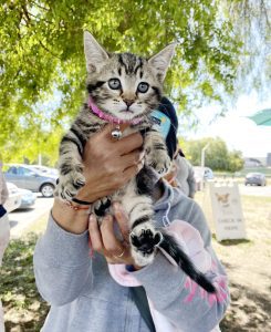 A tabby cat at a C.A.R.E.4Paws Mobile Pet Clinic